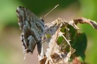 Cacyreus marshalli