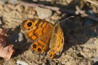 Lasiommata megera