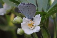 Celastrina argiolus