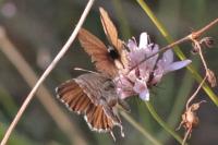 Cacyreus marshalli