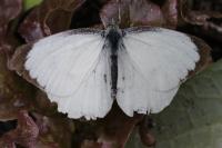 Pieris brassicae