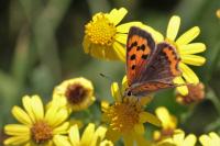 Lycaena phlaeas