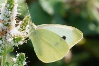 Pieris rapae