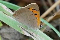 Lycaena phlaeas
