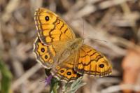 Lasiommata megera