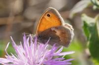 Coenonympha pamphilus