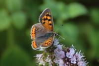 Lycaena phlaeas