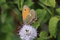 Coenonympha pamphilus