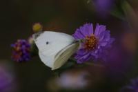 Pieris rapae