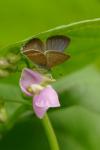 Lampides boeticus