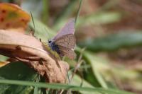 Polyommatus icarus