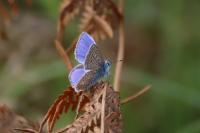 Polyommatus icarus