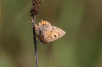 Lycaena phlaeas