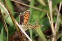 Lycaena tityrus