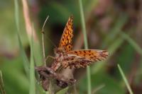Boloria dia