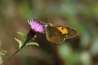 Colias crocea