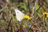 Pieris brassicae