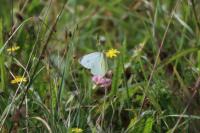 Pieris rapae