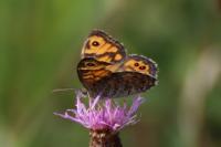 Lasiommata megera