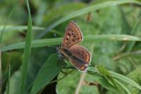 Lycaena tityrus