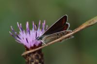Polyommatus icarus