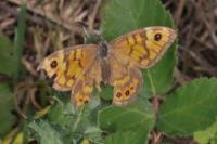 Lasiommata megera