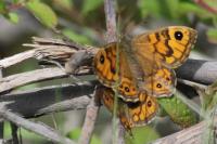 Lasiommata megera