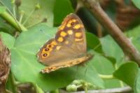 Pararge aegeria