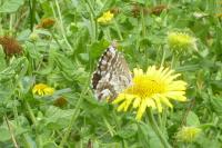 Cacyreus marshalli