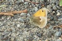 Coenonympha pamphilus
