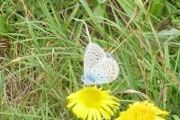 Polyommatus icarus