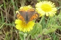 Lycaena phlaeas