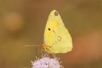 Colias crocea
