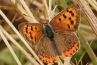Lycaena phlaeas