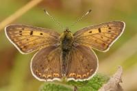 Lycaena tityrus