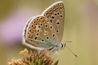 Polyommatus icarus