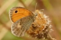 Coenonympha pamphilus