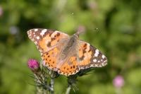 Vanessa cardui