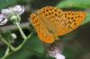 Argynnis paphia