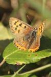 Lycaena phlaeas