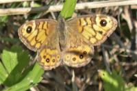 Lasiommata megera