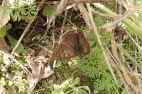 Lycaena tityrus