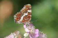Araschnia levana