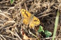 Lasiommata megera