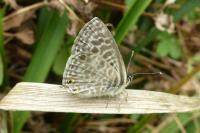 Leptotes pirithous