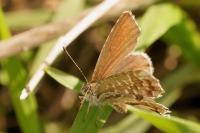 Cacyreus marshalli