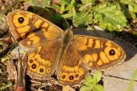 Lasiommata megera