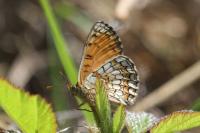 Melitaea parthenoides