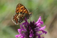 Melitaea phoebe