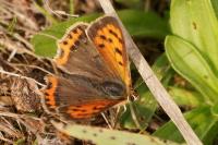 Lycaena phlaeas